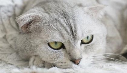 深海探秘电影观后感