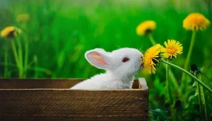 海底生命力最顽强的植物