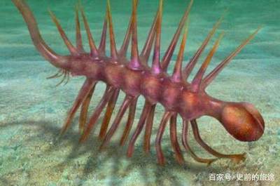 海底生命最长的动物