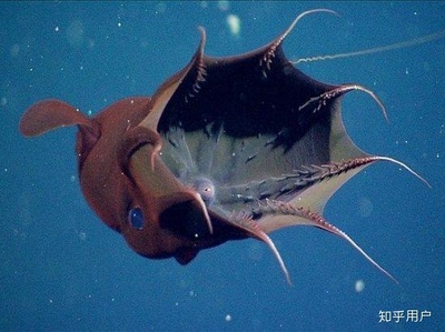 寻找深海乌贼海洋里的神秘生物是什么