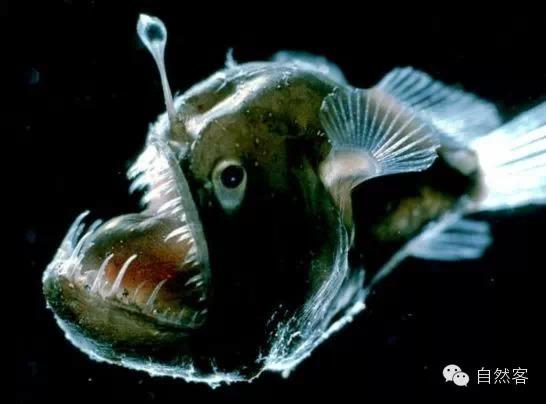 海底神秘稀有的鱼