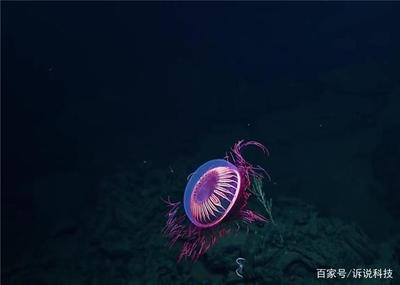 海底神秘的生物