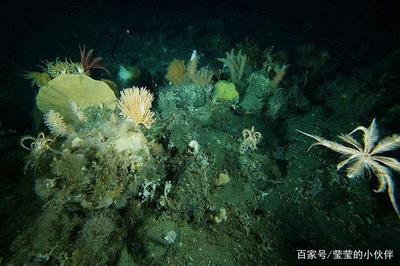 海底生物都有什么