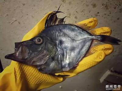 海底神秘生物图片