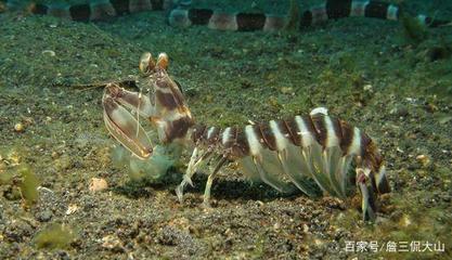 海底神奇生物介绍