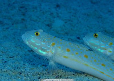 海底生物大全及名称