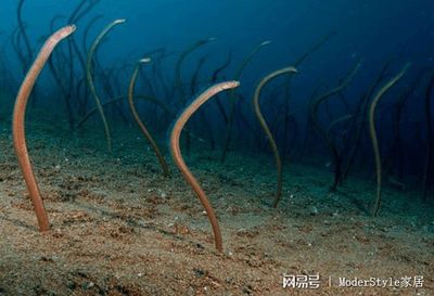 请问海底生物