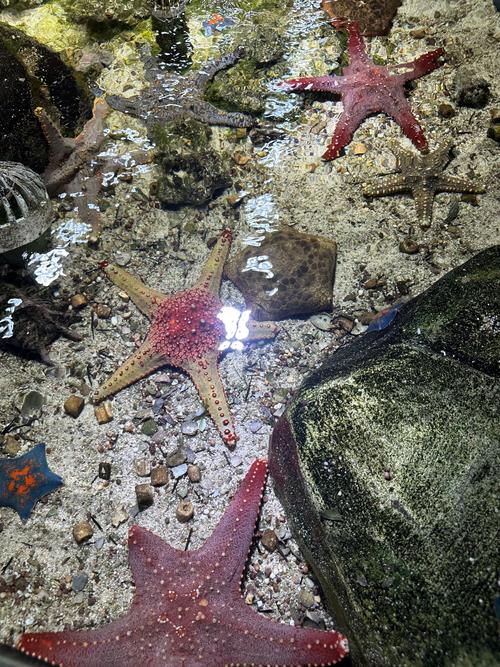 海底生物有哪些