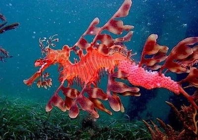 海底神奇的动物有哪些