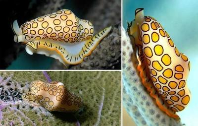 海底生物是动物吗