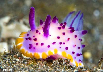 海底奇特的生物