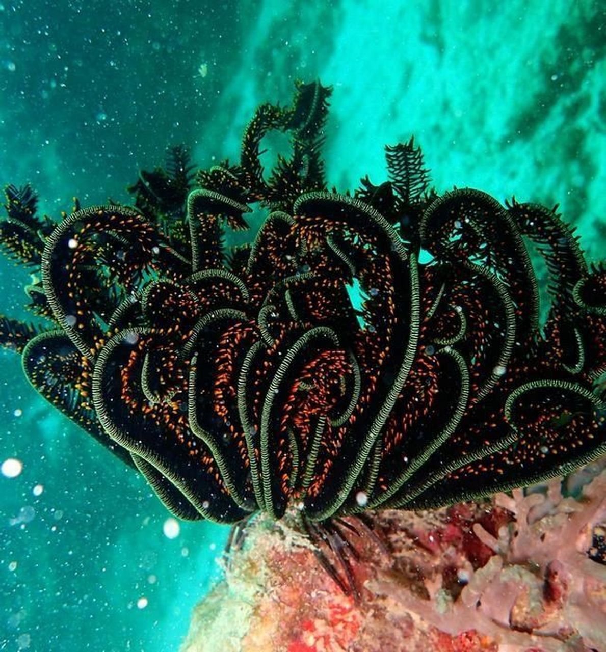 请问海底生物有哪些