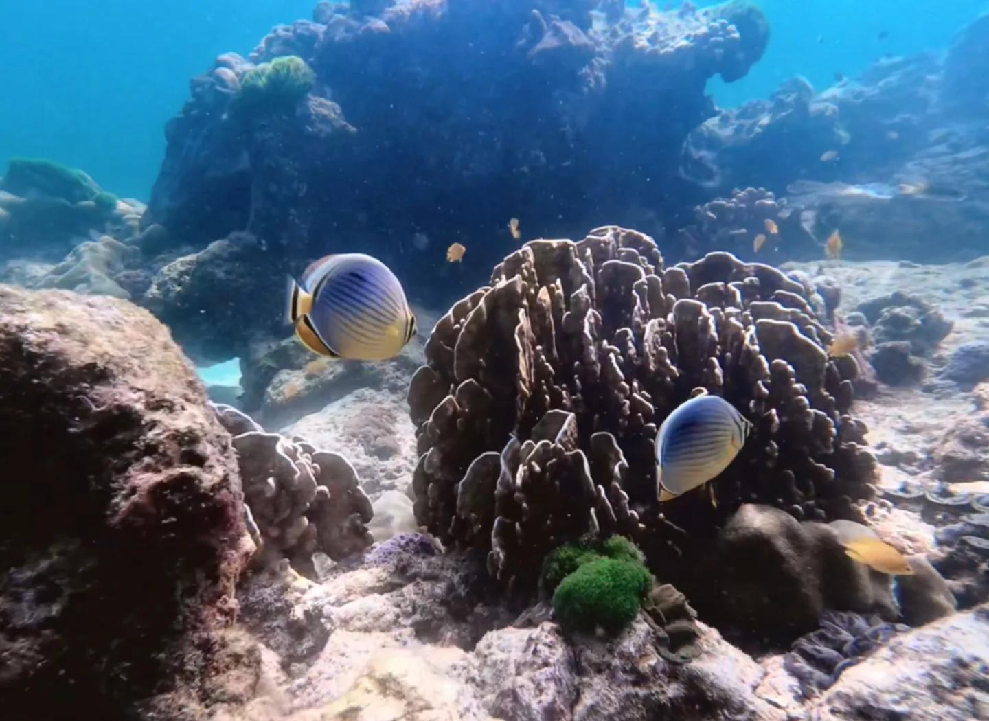 海底探险家族第二季
