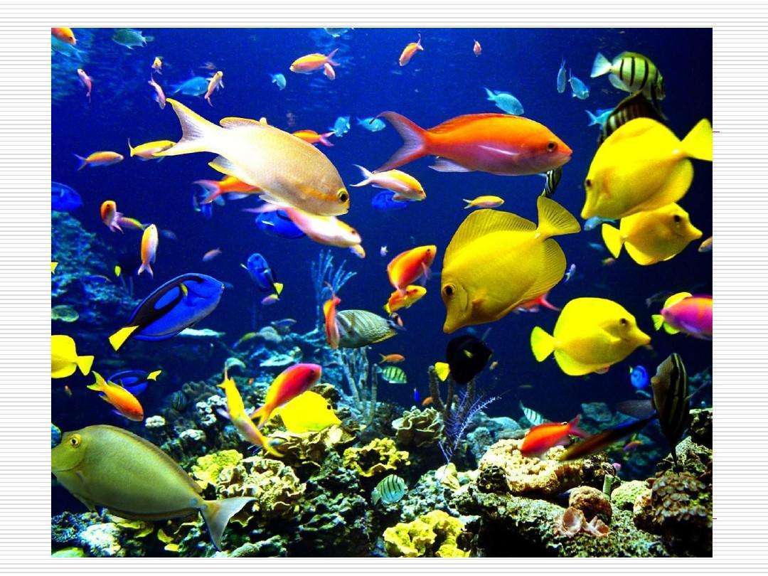 看看海底生物
