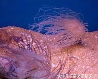 海底神奇的生物是什么
