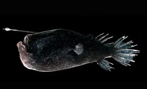 深海探秘第一季中文版在线观看