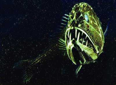 深海海底生物的源泉是什么