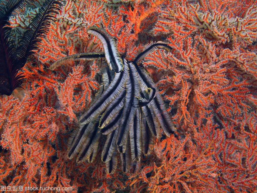 海底的神奇生物