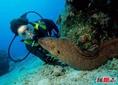海底生物真实存在吗