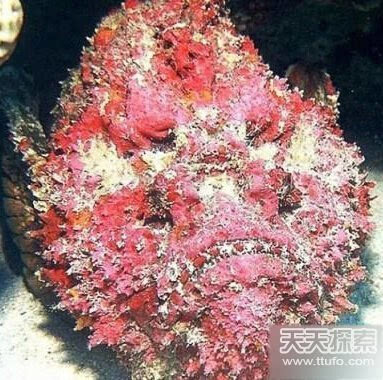 海底探险家族第一季免费观看全集中文