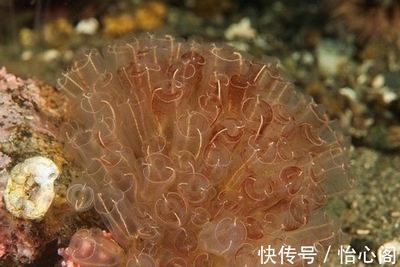 最神奇的海底生物