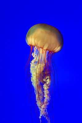 海底生物真实图片