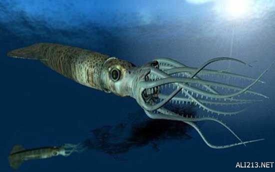 海底生物大全图片