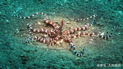 海底生物长啥样