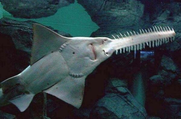 海底生物真实鲨鱼怎么了解