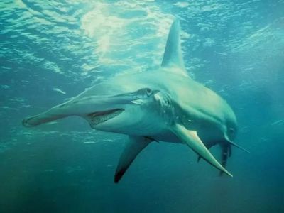 深海探秘纪录片全集