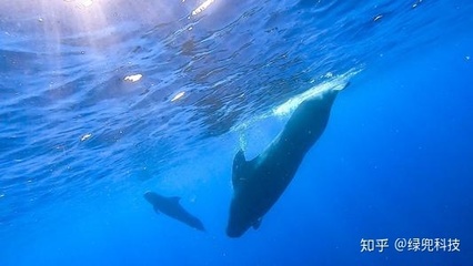 海洋环保理念是指什么