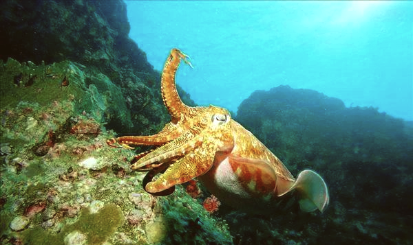 深海探秘 the deep