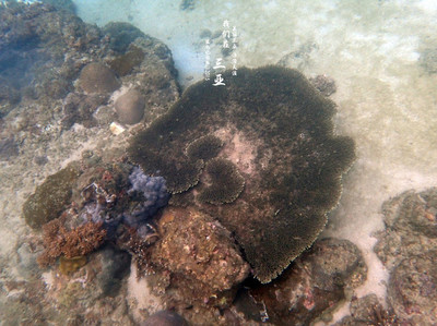 潜水秘籍在哪找