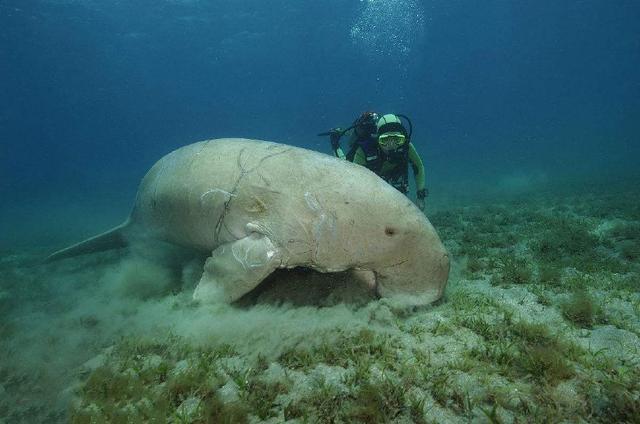 海底神秘的动物