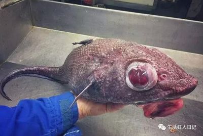 四季物语深海探秘鱼的图鉴