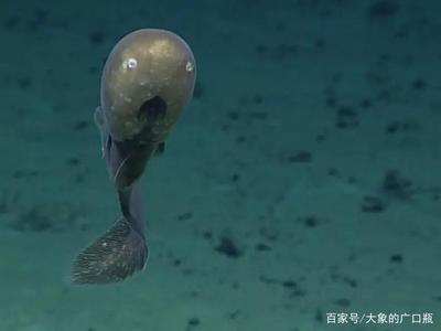 深海探秘家族第三季百度云