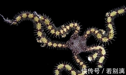 海底生物是什么意思