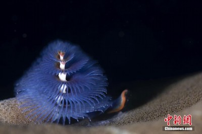 海底神奇的生物有哪些