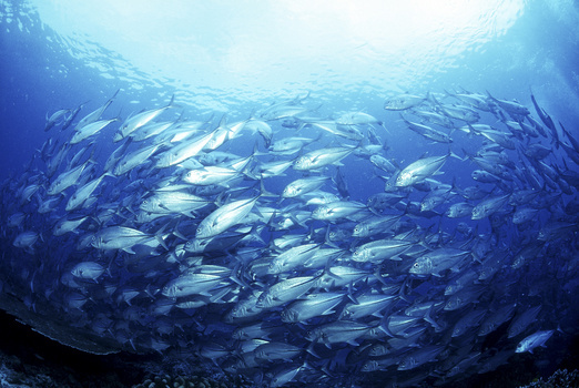 海底生物图片大全